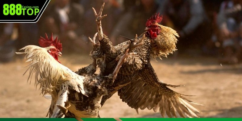 Kế sách đặt cược các loại cựa gà chọi
