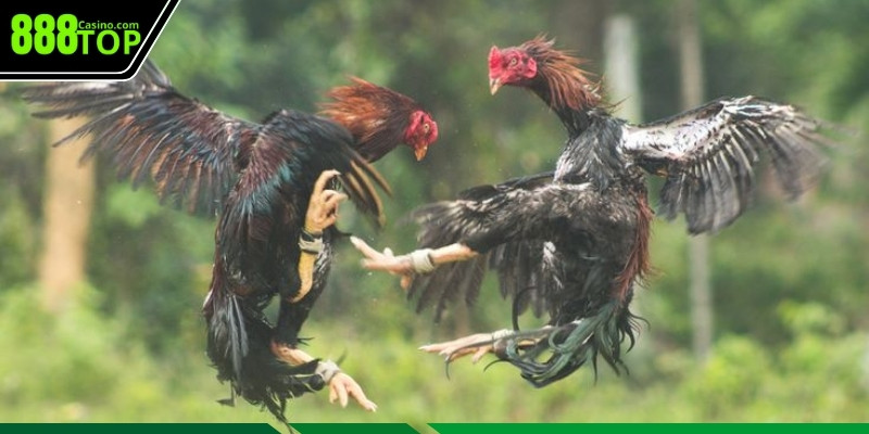 Lợi thế khi cược gà chọi đòn cáo tại 888Top