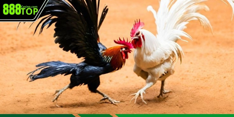 Tổng quan nổi bật về gà chọi đòn cáo